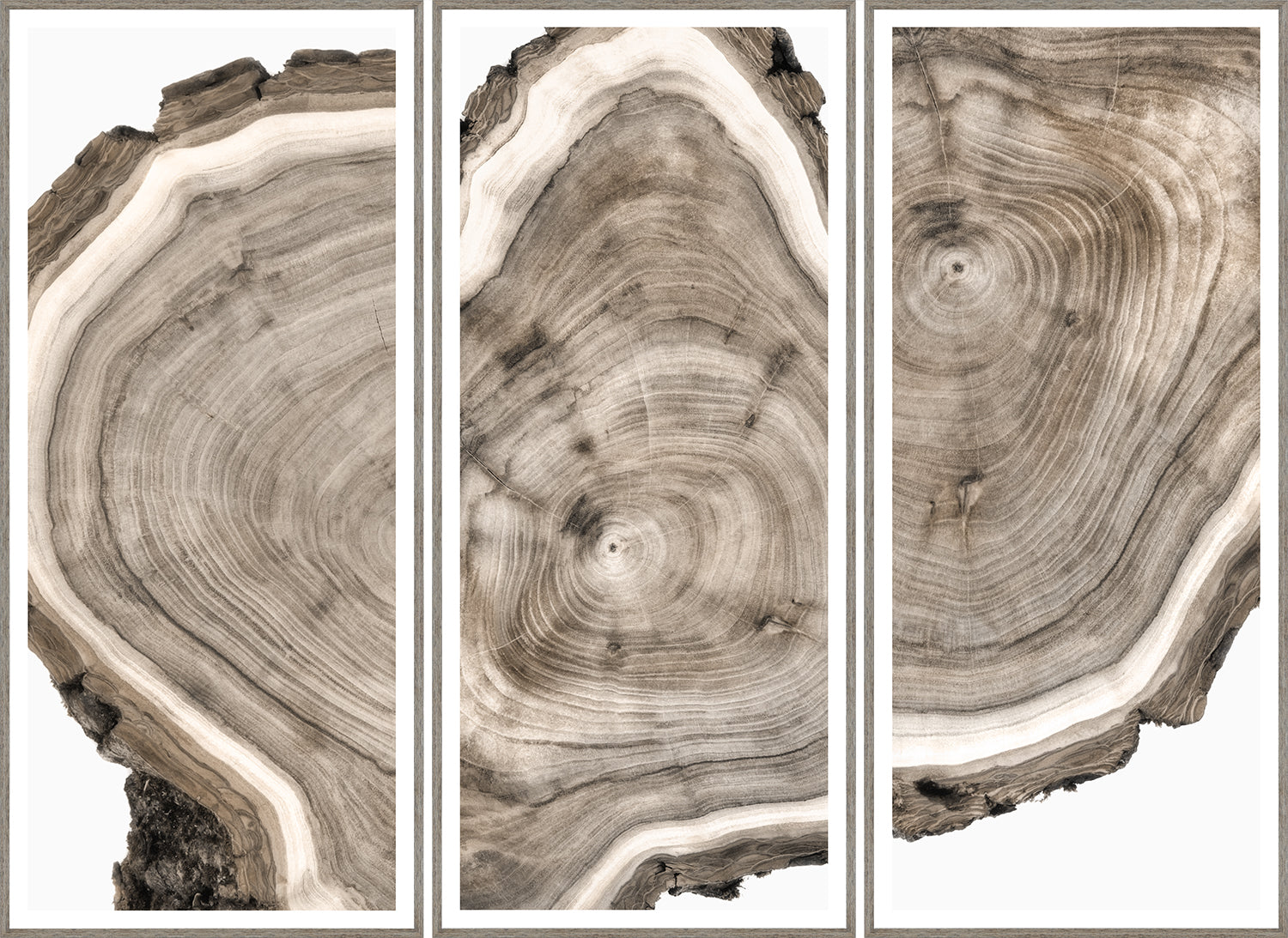 Triptyque des cernes des arbres
